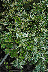 Little Lemon Zest Honeysuckle (Lonicera nitida 'Little Lemon Zest') at Lakeshore Garden Centres