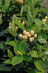 Harvest Festival Coral St. John's Wort (Hypericum 'Ruihyh006b') at Lakeshore Garden Centres