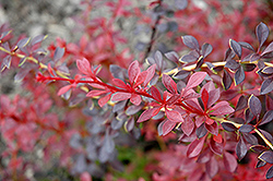 Orange Dream Japanese Barberry (Berberis thunbergii 'Orange Dream') at Lakeshore Garden Centres
