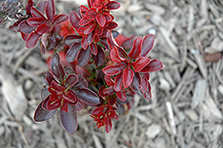 Midnight Ruby Barberry (Berberis thunbergii 'Miruzam') at Lakeshore Garden Centres