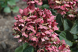 Magical Ruby Red Hydrangea (Hydrangea macrophylla 'KOLMARU') at Lakeshore Garden Centres