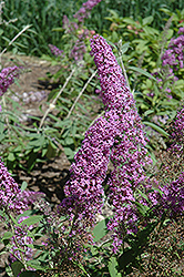 Flutterby Grande Blueberry Cobbler Butterfly Bush (Buddleia davidii 'Podaras 4') at Lakeshore Garden Centres