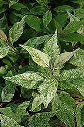 Snow Storm Japanese Beautyberry (Callicarpa japonica 'Snow Storm') at Lakeshore Garden Centres