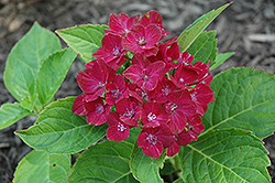 Red Sensation Hydrangea (Hydrangea macrophylla 'Red Sensation') at Lakeshore Garden Centres