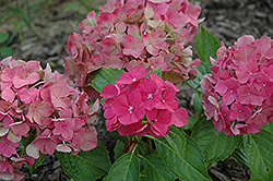 Everlasting Garnet Hydrangea (Hydrangea macrophylla 'Kolmgarip') at Lakeshore Garden Centres