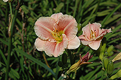 Little Anna Rosa Daylily (Hemerocallis 'Little Anna Rosa') at Lakeshore Garden Centres
