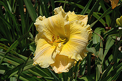 Majestic Move Daylily (Hemerocallis 'Majestic Move') at Lakeshore Garden Centres