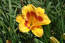 Miniature Mime Daylily (Hemerocallis 'Miniature Mime') at Lakeshore Garden Centres