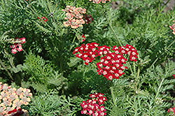 Song Siren Laura Yarrow (Achillea millefolium 'Song Siren Laura') at Lakeshore Garden Centres