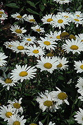 Brightside Shasta Daisy (Leucanthemum x superbum 'Brightside') at Lakeshore Garden Centres