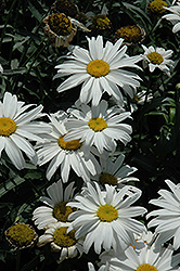 Little Princess Shasta Daisy (Leucanthemum x superbum 'Little Princess') at Lakeshore Garden Centres
