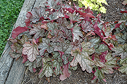 Carnival Silver Streak Coral Bells (Heuchera 'Silver Streak') at Lakeshore Garden Centres