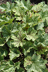 Carnival Cocomint Coral Bells (Heuchera 'Cocomint') at Lakeshore Garden Centres