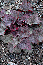 Carnival Rose Granita Coral Bells (Heuchera 'Rose Granita') at Peter Knippel Garden Centre