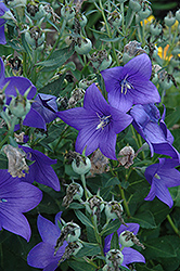 Milan Blue Canterbury Bells (Campanula medium 'Milan Blue') at Lakeshore Garden Centres