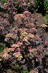 Yellow Xenox Stonecrop (Sedum 'Yellow Xenox') at Lakeshore Garden Centres