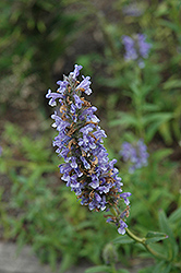 Blue Moon Catmint (Nepeta nervosa 'Blue Moon') at Lakeshore Garden Centres