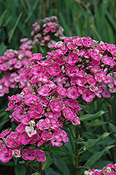 Aureole Garden Phlox (Phlox paniculata 'Aureole') at Lakeshore Garden Centres