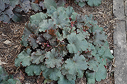 Midnight Blush Coral Bells (Heuchera 'Midnight Blush') at Lakeshore Garden Centres