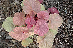 Orange Blush Coral Bells (Heuchera 'Orange Blush') at Lakeshore Garden Centres