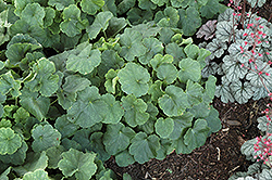 Apple Blush Coral Bells (Heuchera 'Apple Blush') at Lakeshore Garden Centres
