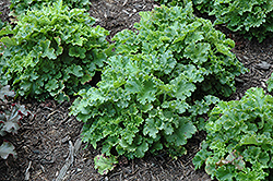 Malachite Coral Bells (Heuchera 'Malachite') at Lakeshore Garden Centres