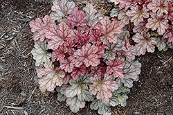 Kira Arizona Coral Bells (Heuchera 'Kira Arizona') at Lakeshore Garden Centres
