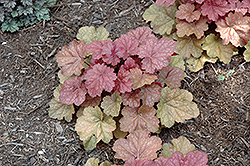 Kira Tundra Coral Bells (Heuchera 'Kira Tundra') at Lakeshore Garden Centres