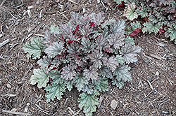 Kira Rockies Coral Bells (Heuchera 'Kira Rockies') at Lakeshore Garden Centres