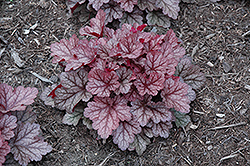 Kira Jersey Coral Bells (Heuchera 'Kira Jersey') at Lakeshore Garden Centres