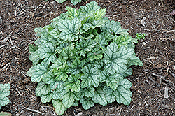 Kira Amazon Green Coral Bells (Heuchera 'Kira Amazon Green') at Lakeshore Garden Centres