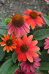 Sombrero Hot Coral Coneflower (Echinacea 'Balsomcor') at The Mustard Seed