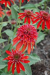 Summer Samba Coneflower (Echinacea 'Summer Samba') at Lakeshore Garden Centres