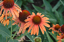 Orange Passion Coneflower (Echinacea 'Orange Passion') at Lakeshore Garden Centres
