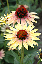 Evening Glow Coneflower (Echinacea 'Evening Glow') at Lakeshore Garden Centres