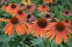 Summer Sun Coneflower (Echinacea 'Summer Sun') at Lakeshore Garden Centres