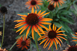 Flame Thrower Coneflower (Echinacea 'Flame Thrower') at A Very Successful Garden Center