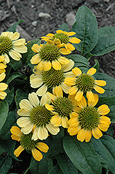 Sunburst Lemon Yellow Coneflower (Echinacea 'Sunburst Lemon Yellow') at Lakeshore Garden Centres