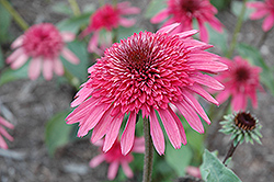 Supreme Elegance Coneflower (Echinacea 'Supreme Elegance') at Lakeshore Garden Centres