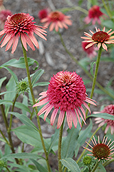 Irresistible Coneflower (Echinacea 'Irresistible') at Lakeshore Garden Centres