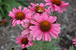 Pink Passion Coneflower (Echinacea 'Pink Passion') at Lakeshore Garden Centres