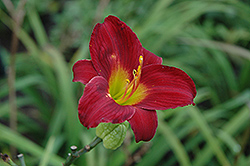 Stella In Red Daylily (Hemerocallis 'Stella In Red') at Lakeshore Garden Centres
