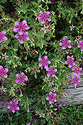 Starman Cranesbill (Geranium 'Starman') at Lakeshore Garden Centres