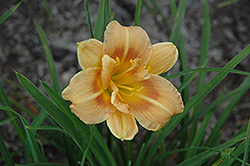 Longfield's Conchita Daylily (Hemerocallis 'Longfield's Conchita') at Lakeshore Garden Centres