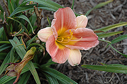 Longfield's Chihuahua Daylily (Hemerocallis 'Longfield's Chihuahua') at Lakeshore Garden Centres