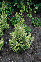 Lucas Hinoki Falsecypress (Chamaecyparis obtusa 'Lucas') at Lakeshore Garden Centres