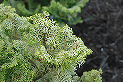Lucas Hinoki Falsecypress (Chamaecyparis obtusa 'Lucas') at Lakeshore Garden Centres