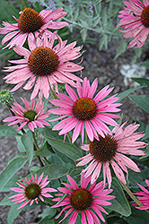 Mystical Pink Mist Coneflower (Echinacea purpurea 'Mystical Pink Mist') at Lakeshore Garden Centres