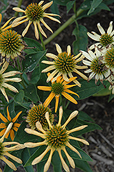 Mystical Amber Mist Coneflower (Echinacea 'Mystical Amber Mist') at Lakeshore Garden Centres