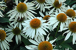 Mystical White Mist Coneflower (Echinacea 'Mystical White Mist') at Lakeshore Garden Centres